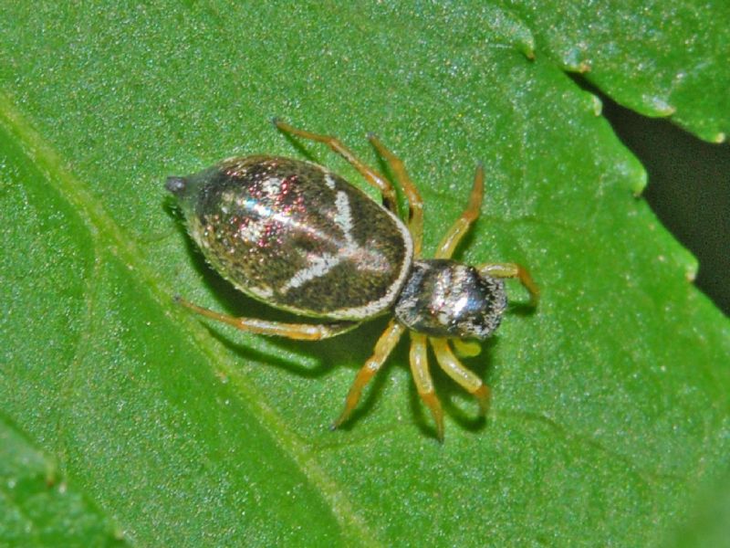 Heliophanus sp. - Cerreto R. (AL)